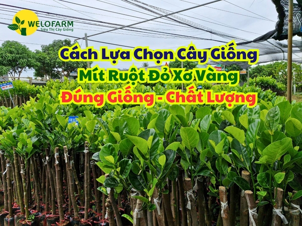 🌱 CÁCH CHỌN CÂY GIỐNG MÍT RUỘT ĐỎ XƠ VÀNG ĐÚNG GIỐNG, CHẤT LƯỢNG