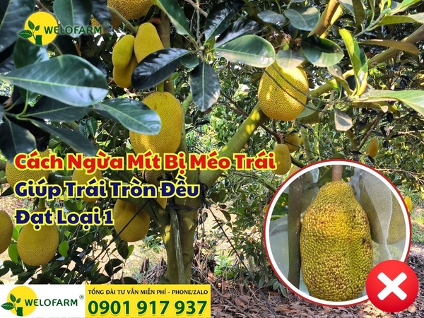 Cách Ngừa Mít Bị Méo Trái – Bí Quyết Để Trái Tròn Đều, Đạt Loại 1