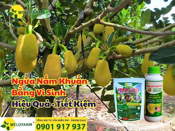 Cách Ngừa Nấm Bệnh Bằng Vi Sinh – An Toàn, Hiệu Quả & Tiết Kiệm