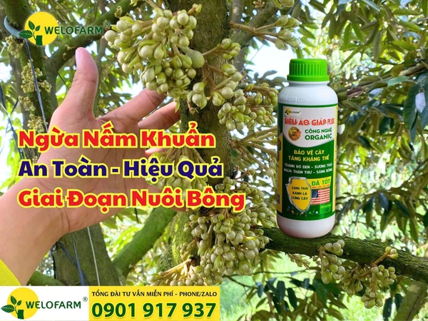 Cách Ngừa Nấm Khuẩn Cho Bông Sầu Riêng Hiệu Quả