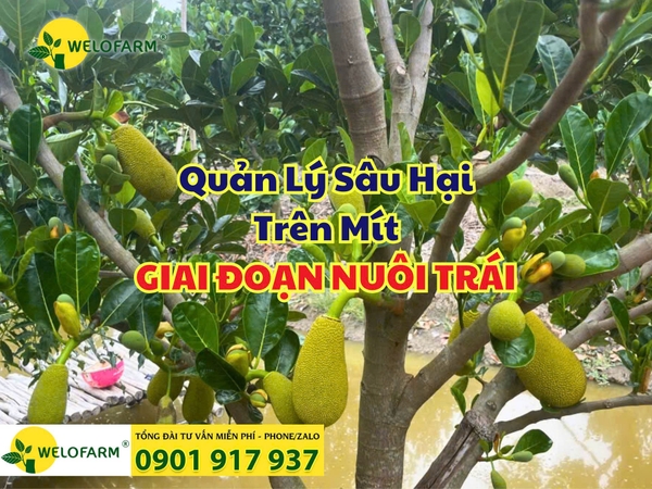 💥 CÁCH NGỪA SÂU HẠI CHO MÍT RUỘT ĐỎ ĐANG MANG TRÁI