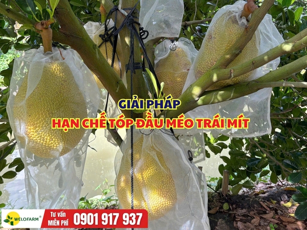 Cách Hạn Chế Tóp Đầu Méo Trái Mít Ruột Đỏ, Giúp Trái To Tròn, Nặng Ký