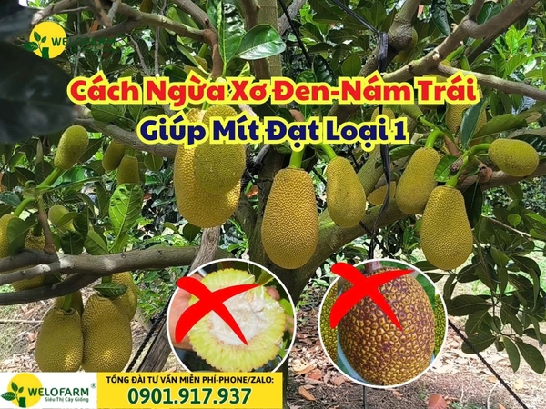 🌧 CÁCH NGỪA MÍT BỊ XƠ ĐEN NÁM TRÁI - GIÚP MÍT ĐẠT LOẠI 1