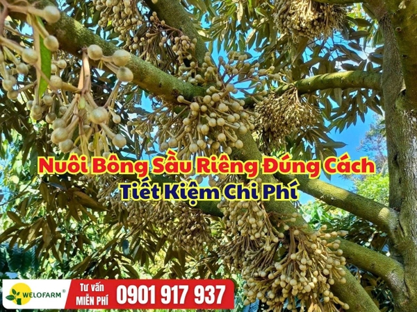 Cách Nuôi Bông Sầu Riêng Đúng Cách – Bông Khỏe, Cuống Dẻo, Tiết Kiệm Chi Phí
