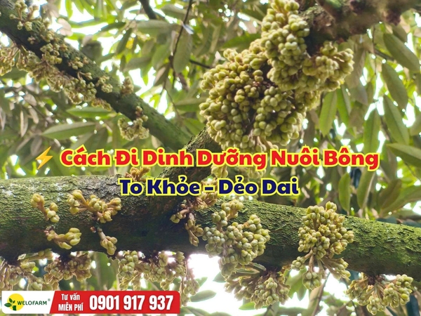 Cách Đi Dinh Dưỡng Nuôi Bông Sầu Riêng – Bông To, Cuống Khỏe, Cây Đủ Lực