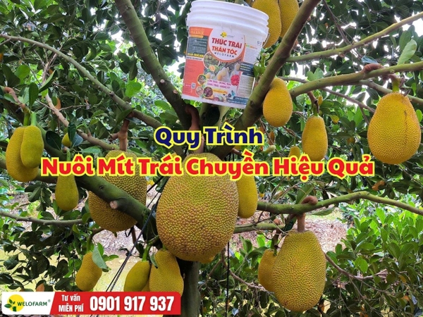 Quy Trình Nuôi Mít Trái Chuyền – Chủ Động Thu Hoạch, Tối Ưu Chi Phí