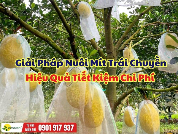 Cách Nuôi Trái Chuyền Mít Ruột Đỏ Hiệu Quả, Trái Đẹp, Tiết Kiệm Chi Phí