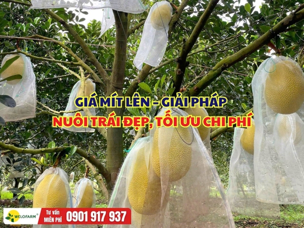 Cách Nuôi Trái Mít Đẹp, Trái Phát Triển Tốt Mà Tối Ưu Chi Phí