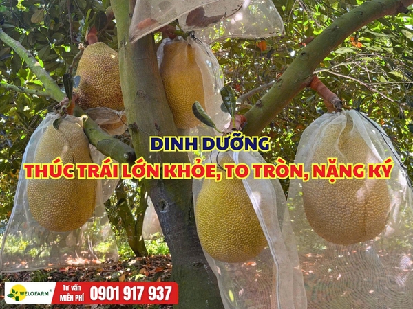Cách Đi Dinh Dưỡng Thúc Trái Mít Lớn Nhanh, To Tròn, Nặng Ký