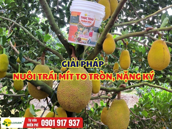 Cách Nuôi Trái Mít To Tròn, Nặng Ký Mà Cây Vẫn Khỏe