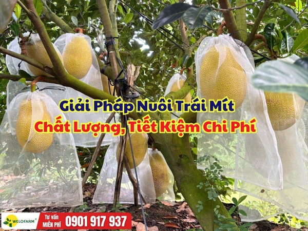 Cách Nuôi Trái Mít To, Đẹp, Chất Lượng – Quản Lý Dinh Dưỡng Để Tiết Kiệm Chi Phí