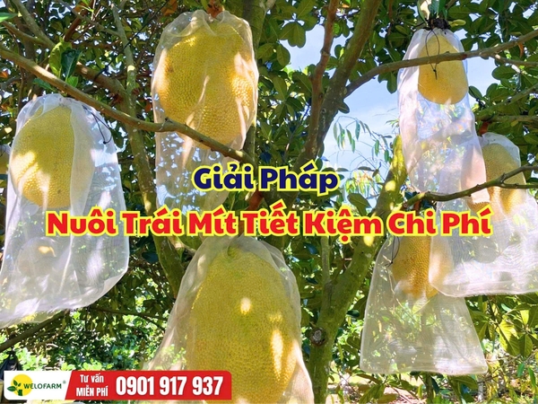 Cách Nuôi Trái Mít Hiệu Quả – Tiết Kiệm Chi Phí Mà Trái Vẫn Lớn Nhanh