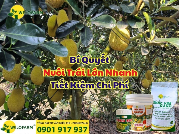 ⚡ Cách Nuôi Trái Mít Lớn Nhanh Tiết Kiệm Chi Phí Phân Bón