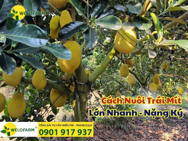 ⚡ CÁCH ĐI PHÂN BÓN NUÔI TRÁI MÍT LỚN NHANH, TRÁI NẶNG KÝ