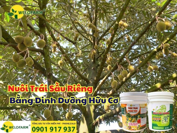 Cách Nuôi Trái Sầu Riêng Bằng Dinh Dưỡng Hữu Cơ