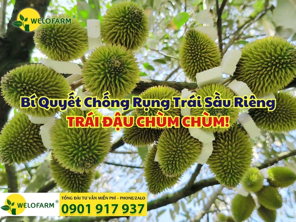 ⚡ Bí Quyết Chống Rụng Trái: Sầu Riêng Đậu Chùm Chùm - Nhìn Mà Mê!