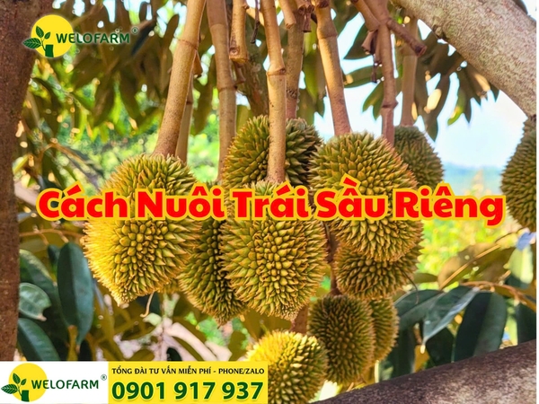 ✨ Hướng Dẫn Cách Nuôi Trái Sầu Riêng Hiệu Quả