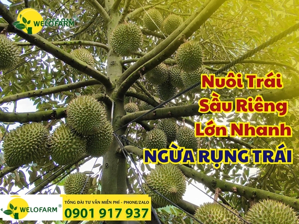 ✨ Cách Nuôi Trái Sầu Riêng Lớn Nhanh - Ngừa Rụng Trái