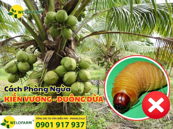 🌴 CÁCH PHÒNG NGỪA ĐUÔNG DỪA, KIẾN VƯƠNG HIỆU QUẢ 