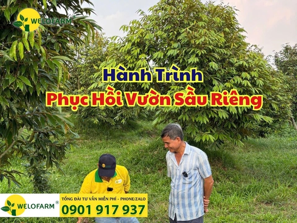 🌿 Hành Trình Phục Hồi Vườn Sầu Riêng – Bí Quyết Giúp Sầu Riêng Xanh Tốt