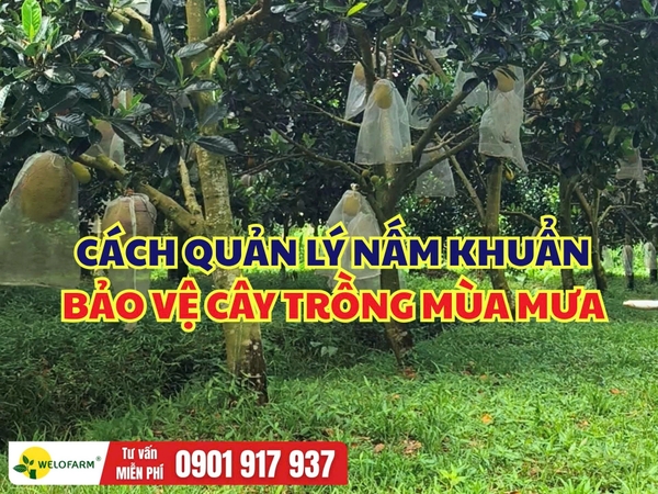 Cách Quản Lý Nấm Khuẩn Mùa Mưa Hiệu Quả Cho Cây Trồng