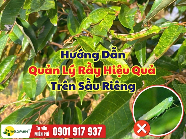 Cách Quản Lý Rầy Trên Sầu Riêng – Bảo Vệ Cơi Đọt Non Hiệu Quả