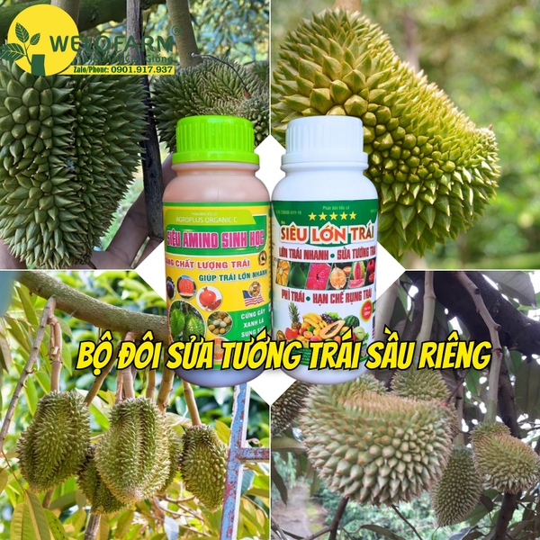 Tiết Lộ Cách Sửa Tướng Trái Sầu Riêng Hiệu Quả