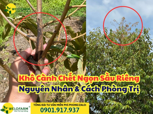 🍂 Cách Trị Bệnh Chết Ngược Trên Sầu Riêng Do Nấm Rhizoctonia Solani