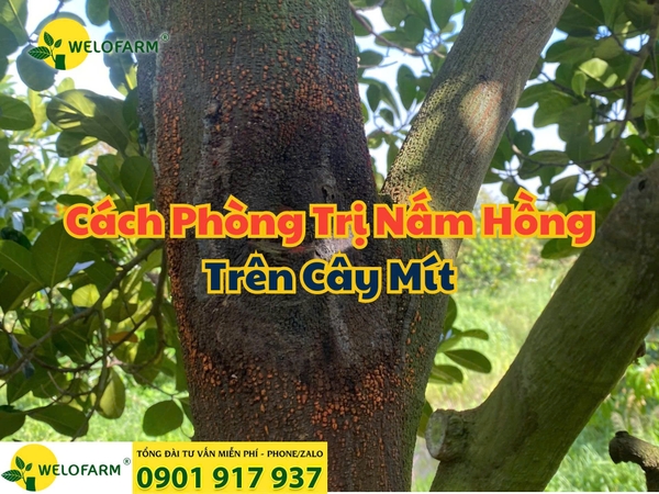 💥 Cách Trị Nấm Hồng Trên Cây Mít