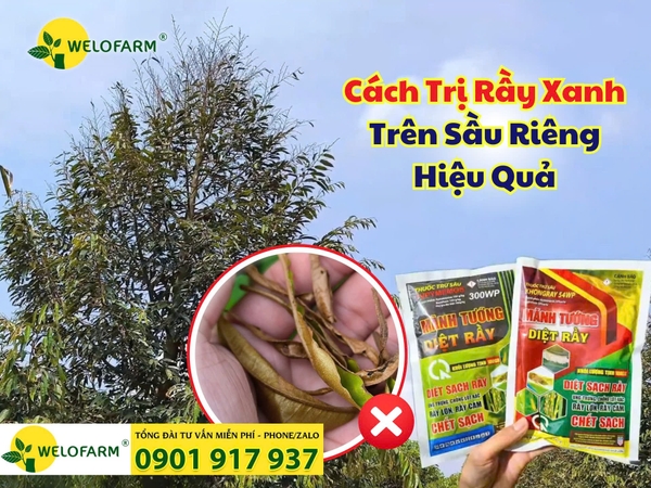 CÁCH TRỊ RẦY XANH TRÊN SẦU RIÊNG – Nỗi Đau Không Của Riêng Ai