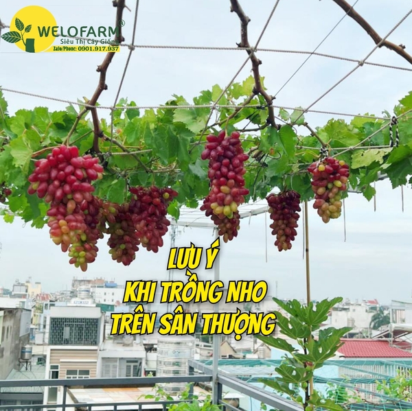 Trồng Nho Trên Sân Thượng Và Những Điều Không Phải Ai Cũng Biết
