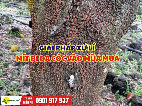 Cách Xử Lý Mít Bị Da Cóc Vào Mùa Mưa, Hạn Chế Ảnh Hưởng Đến Sức Cây
