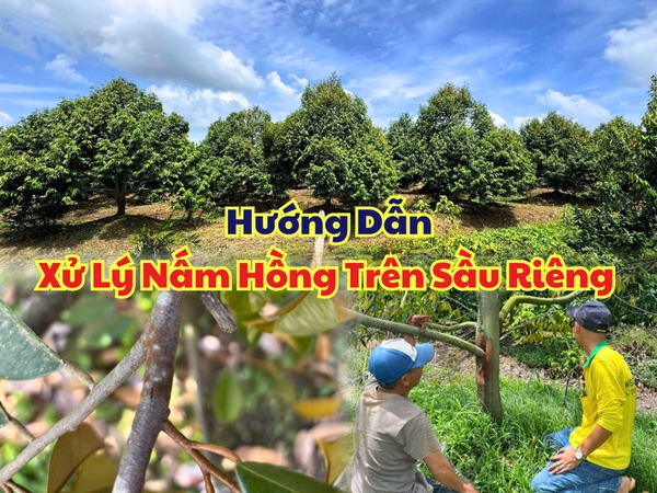 Cách Xử Lý Nấm Hồng Trên Sầu Riêng Hiệu Quả, Hạn Chế Tái Phát