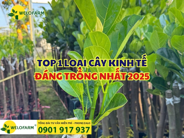 ⚡ Mít Ruột Đỏ - Top 1 Loại Cây Kinh Tế Đáng Trồng Nhất 2025