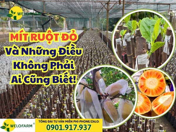 💥 Mít Ruột Đỏ Xơ Vàng Và Những Điều Không Phải Ai Cũng Biết! 