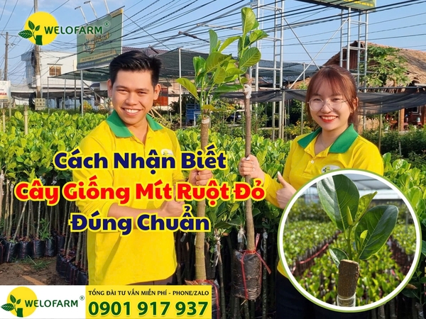 🌱 CÁCH NHẬN BIẾT CÂY GIỐNG MÍT RUỘT ĐỎ XƠ VÀNG ĐÚNG CHUẨN