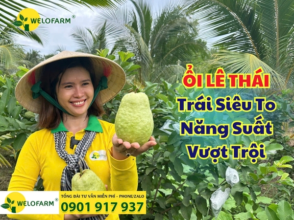 💥 ỔI LÊ THÁI - Trái Khổng Lồ - Năng Suất Cao Nhất 2025