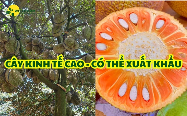 TOP 5 LOẠI CÂY KINH TẾ CAO – CÓ THỂ XUẤT KHẨU