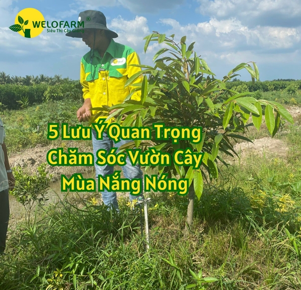 💥 Top 5 Lưu Ý Quan Trọng Chăm Sóc Vườn Cây Mùa Nắng Nóng