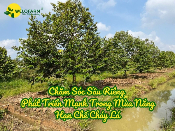 🌿 Cách Hạn Chế Cháy Lá Sầu Riêng - Giúp Cây Phát Triển Mạnh Vào Mùa Nắng