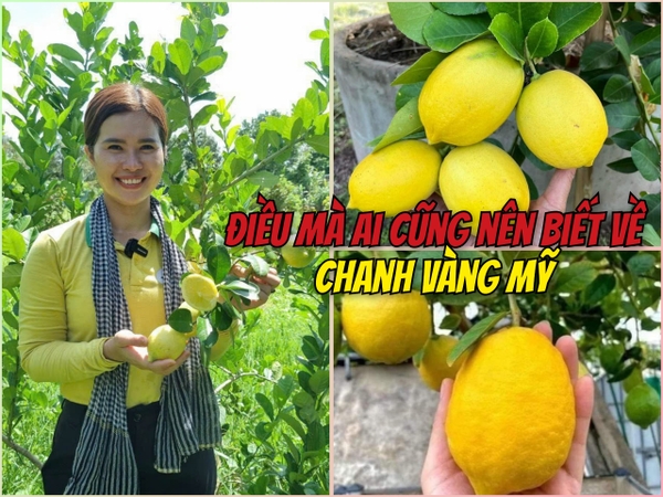Những điều mà ai cũng nên biết về Chanh Vàng Mỹ