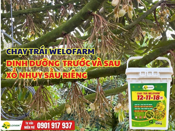 Dinh dưỡng trước và sau xổ nhụy sầu riêng – Chạy Trái Welofarm