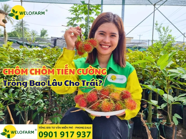 🌱 Chôm Chôm Tiến Cường Trồng Bao Lâu Cho Trái?
