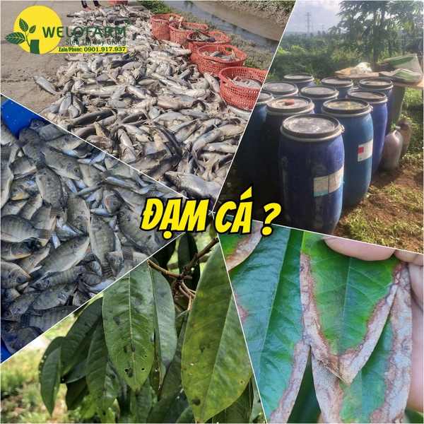 Có Nên Sử Dụng Đạm Cá ? Cách Ủ Đạm Cá Đúng