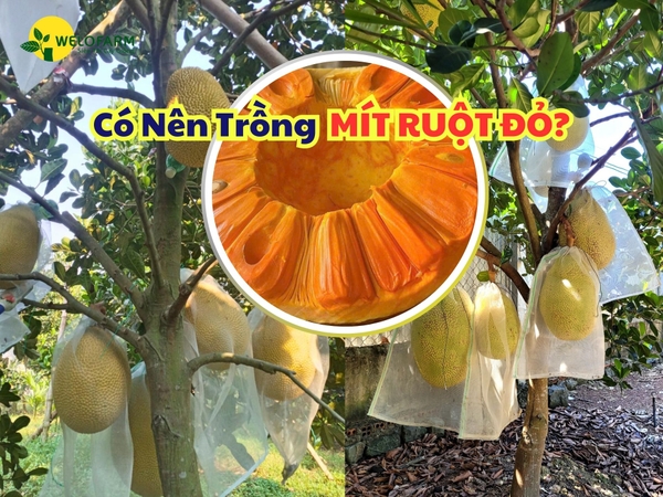 ⚡ Có Nên Trồng Mít Ruột Đỏ Vào Thời Điểm Này?