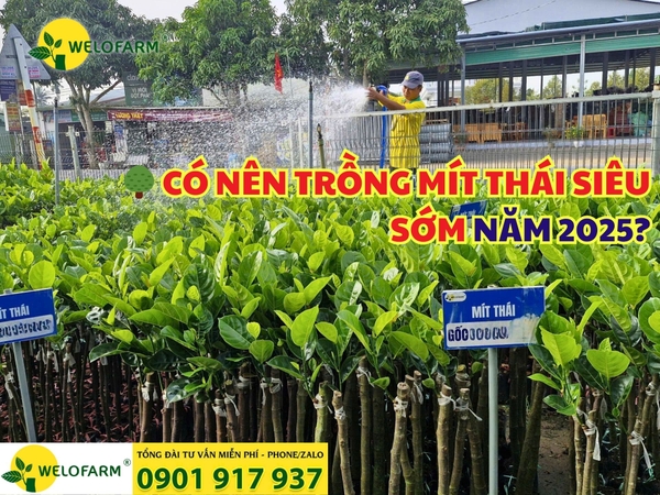 🌳 CÓ NÊN TRỒNG MÍT THÁI SIÊU SỚM NĂM 2025?