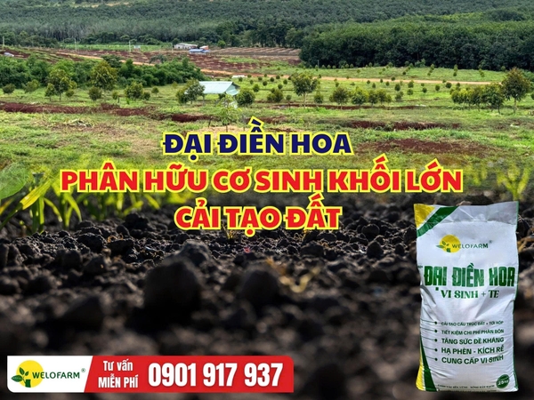 Đại Điền Hoa – Phân Hữu Cơ Sinh Khối Lớn Hỗ Trợ Cải Tạo Đất