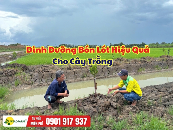 Dinh Dưỡng Bón Lót Hiệu Quả Cho Cây Trồng – Bón Đúng Ngay Từ Đầu