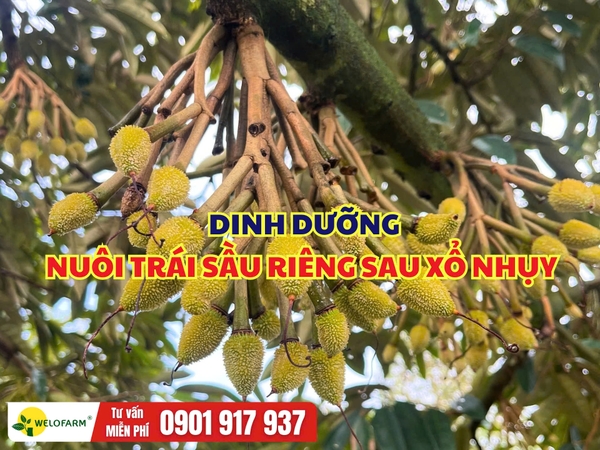 DINH DƯỠNG NUÔI TRÁI SẦU RIÊNG SAU KHI XỔ NHỤY