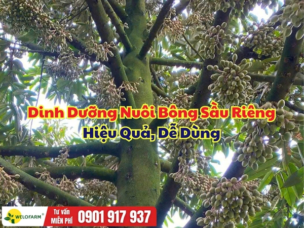 Dinh Dưỡng Nuôi Bông Sầu Riêng Hiệu Quả – Cung Cấp Đúng Nhịp, Bông Khỏe